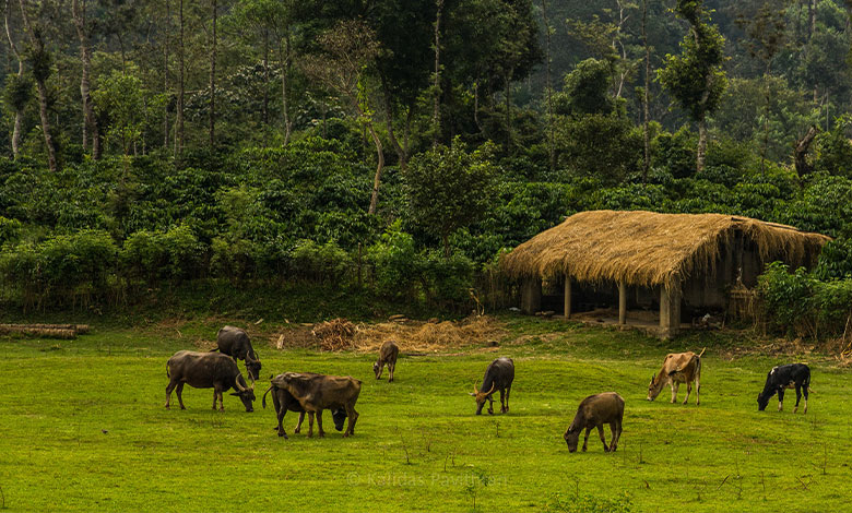 Coorg