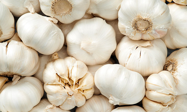 Garlic