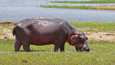 Hippopotamus