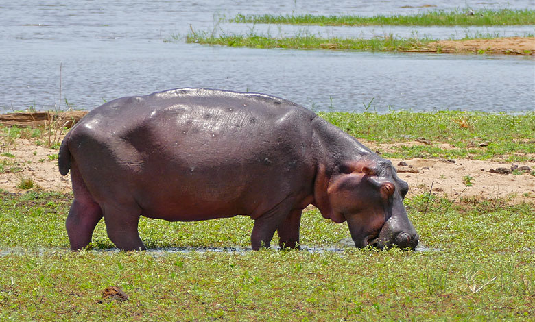 Hippopotamus