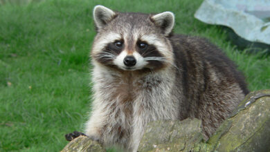 Raccoon