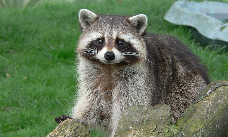 Raccoon