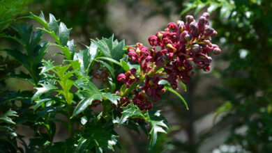 Lomatia Tasmanica