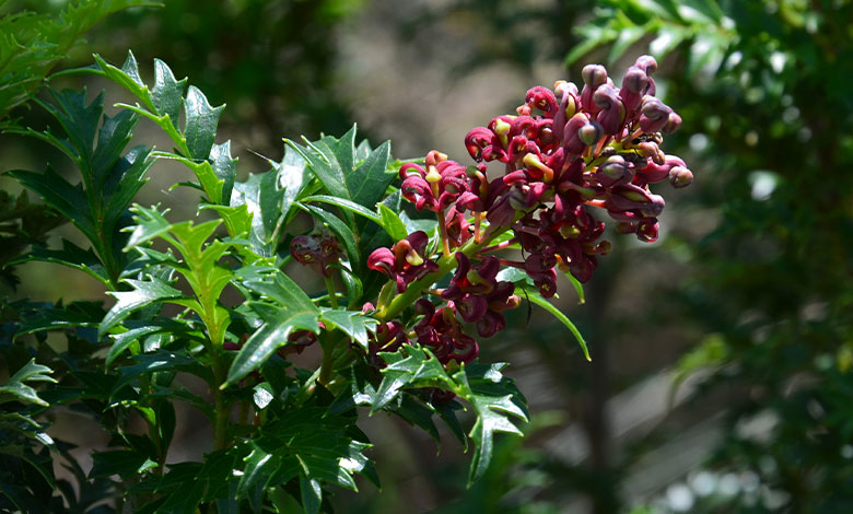 Lomatia Tasmanica