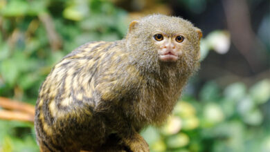 Pygmy Marmoset