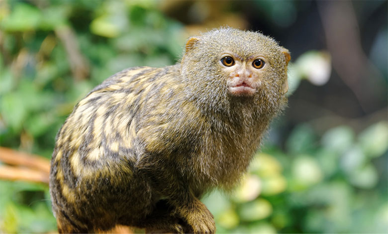 Pygmy Marmoset