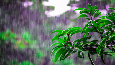 Monsoon