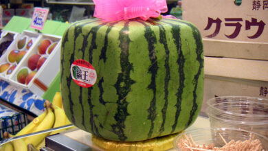 Watermelon