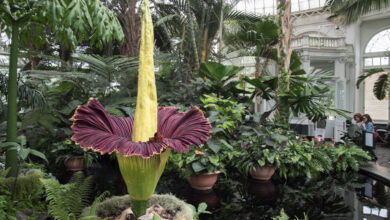 Corpse Flower