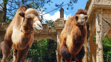 Camel