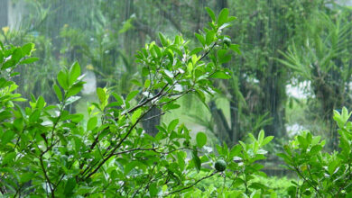 Monsoon
