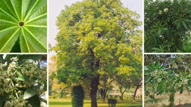 Blackboard Tree