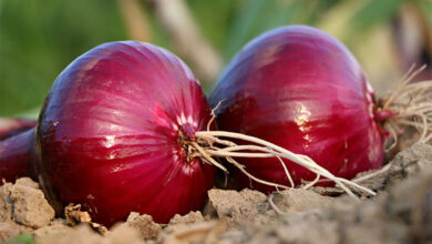 Onions