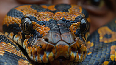 Python