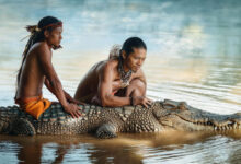 Crocodile