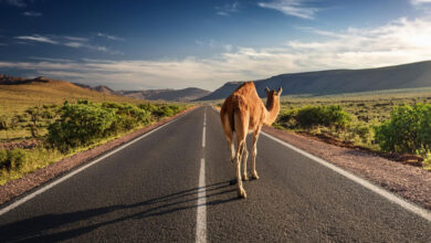Camel