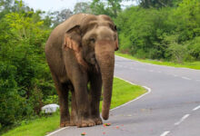 Elephant