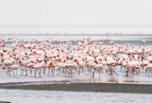 Tanzania