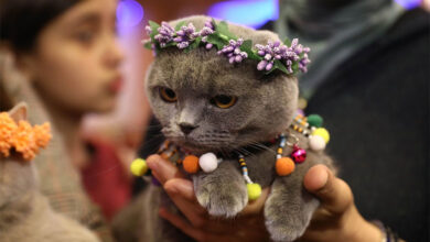 Cat
