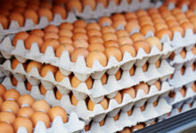 Eggs