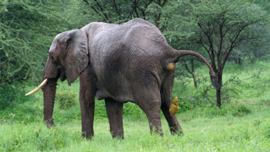 Elephant