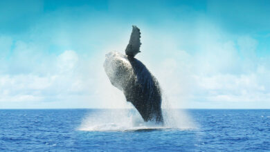 Humpback Whale
