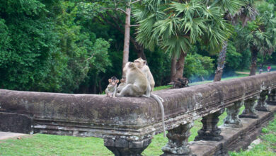 Monkey