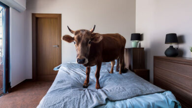 Cow