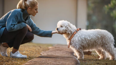 Dog