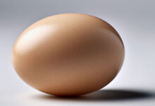 Egg