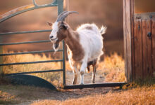 Goat