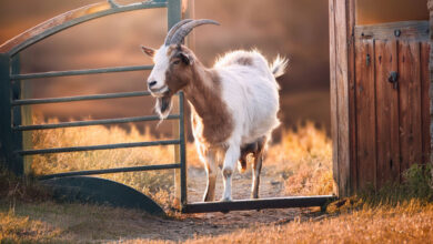 Goat