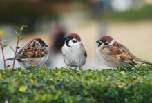 Sparrow