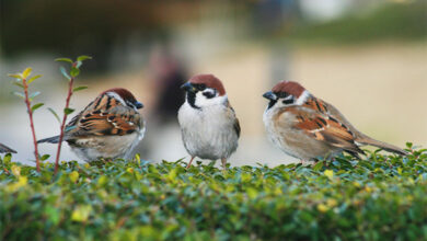 Sparrow