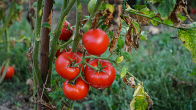 Tomato