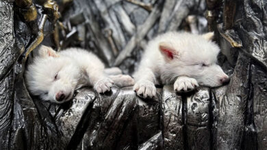 Dire Wolf