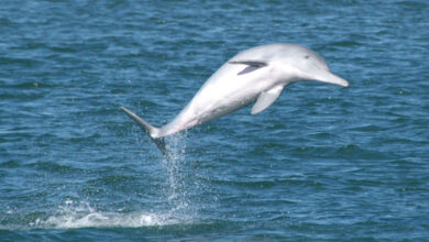 Dolphin