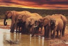 Elephant