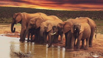 Elephant