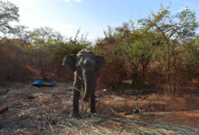 Elephant