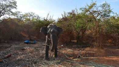 Elephant