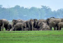 Elephant