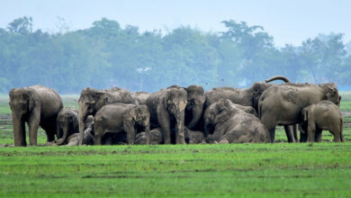 Elephant