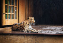 Leopard