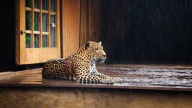 Leopard