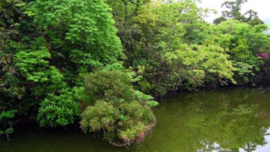 Nature