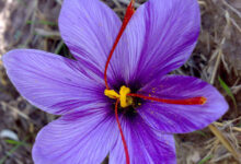 Saffron
