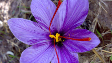 Saffron