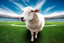Sheep