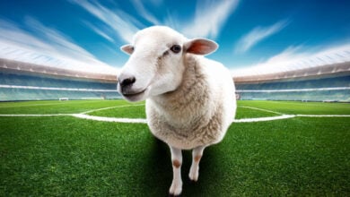 Sheep